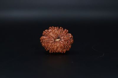 Natural  13 Mukhi Rudraksha -03.396  Gram Carat Weight - Origin - India