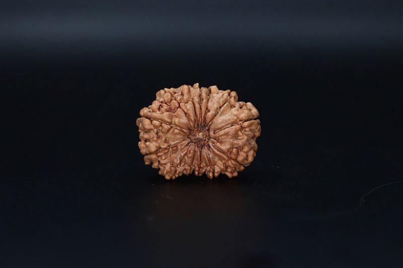 Natural  13 Mukhi Rudraksha -04.365 Gram Carat Weight - Origin - India
