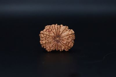 Natural  13 Mukhi Rudraksha -04.365 Gram Carat Weight - Origin - India