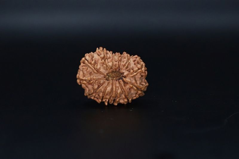 Natural  13 Mukhi Rudraksha -04.365 Gram Carat Weight - Origin - India
