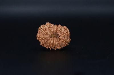 Natural  13 Mukhi Rudraksha -04.365 Gram Carat Weight - Origin - India