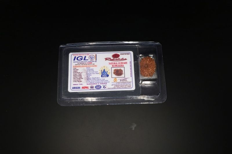 13 Mukhi Rudraksha - 03.933 Gram Carat Weight - Origin - India