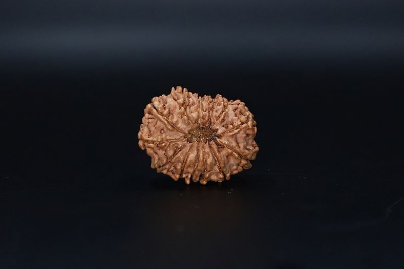 13 Mukhi Rudraksha - 03.933 Gram Carat Weight - Origin - India