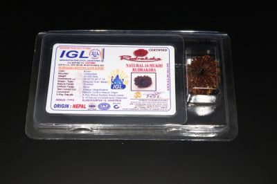 Natural 14 Mukhi Rudraksha-03.250 Gram Carat Weight-Origin-India