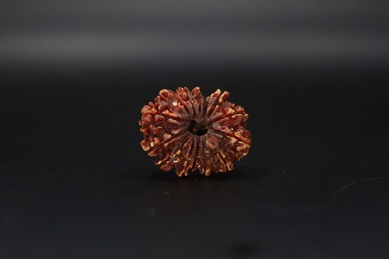 Natural 14 Mukhi Rudraksha-03.250 Gram Carat Weight-Origin-India