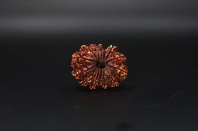 Natural 14 Mukhi Rudraksha-03.250 Gram Carat Weight-Origin-India
