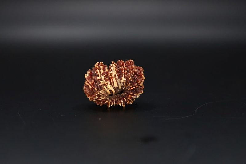 Natural 14 Mukhi Rudraksha-03.250 Gram Carat Weight-Origin-India