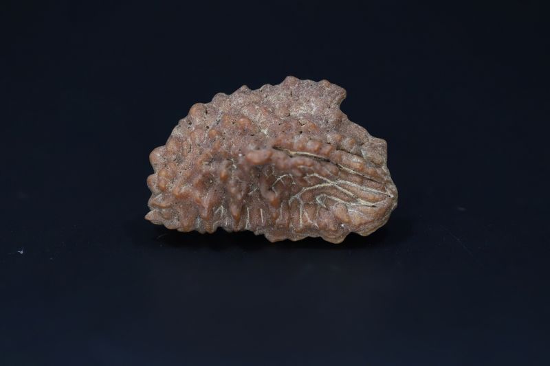 01 Mukhi Rudraksha-3.93 Gms Weight-Origin-India