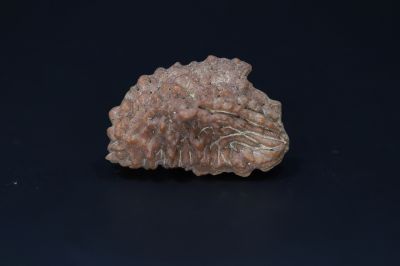 01 Mukhi Rudraksha-3.93 Gms Weight-Origin-India