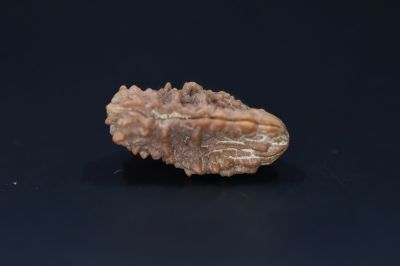 01 Mukhi Rudraksha-3.93 Gms Weight-Origin-India