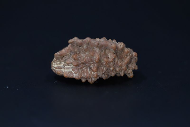 01 Mukhi Rudraksha-3.93 Gms Weight-Origin-India
