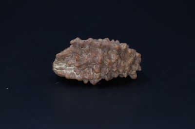 01 Mukhi Rudraksha-3.93 Gms Weight-Origin-India