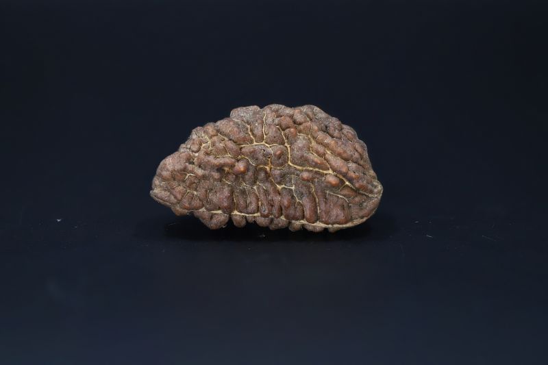 01 Mukhi Rudraksha-5.61 Gms Weight-Origin-India