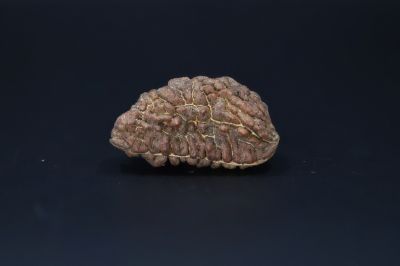 01 Mukhi Rudraksha-5.61 Gms Weight-Origin-India