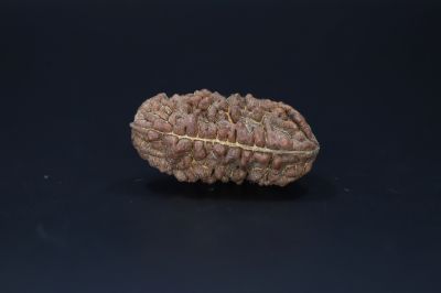 01 Mukhi Rudraksha-5.61 Gms Weight-Origin-India