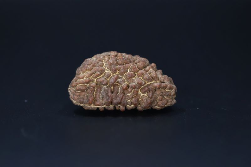 01 Mukhi Rudraksha-5.61 Gms Weight-Origin-India