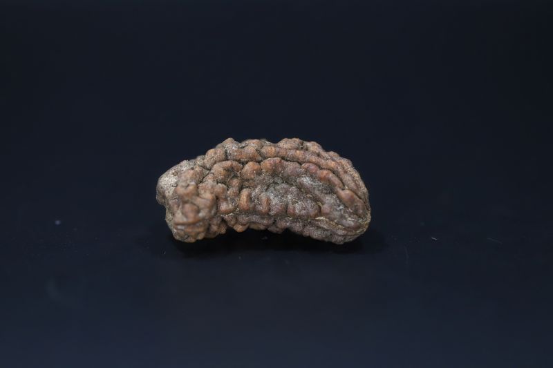 01 Mukhi Rudraksha-4.28 Gms Weight-Origin-India