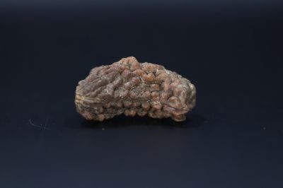 01 Mukhi Rudraksha-4.28 Gms Weight-Origin-India