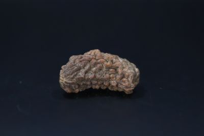 01 Mukhi Rudraksha-4.28 Gms Weight-Origin-India