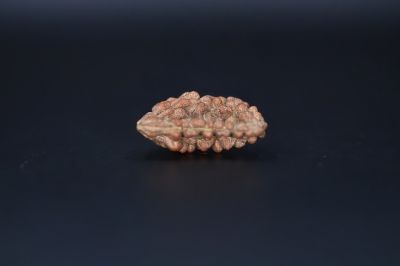 01 Mukhi Rudraksha-2.25 Gms Weight-Origin-India