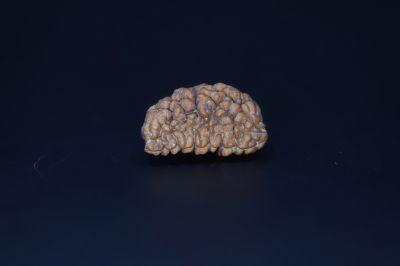 01 Mukhi Rudraksha-2.74 Gms Weight-Origin-India