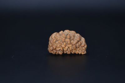 01 Mukhi Rudraksha-2.74 Gms Weight-Origin-India