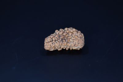 Brown Rudraksh 1 Mukhi-3.24 Gms  Weight-Origin-India
