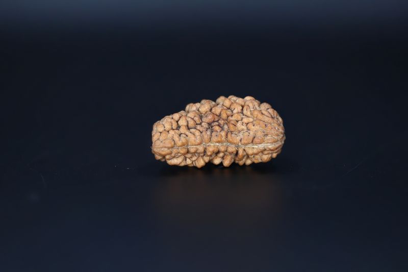 Brown Rudraksh 1 Mukhi-3.24 Gms  Weight-Origin-India