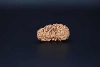 Brown Rudraksh 1 Mukhi-3.24 Gms  Weight-Origin-India