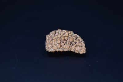 Brown Rudraksh 1 Mukhi-3.24 Gms  Weight-Origin-India