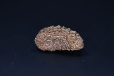 Brown Rudraksh 1 Mukhi-5.22 Gms Weight-Origin-India