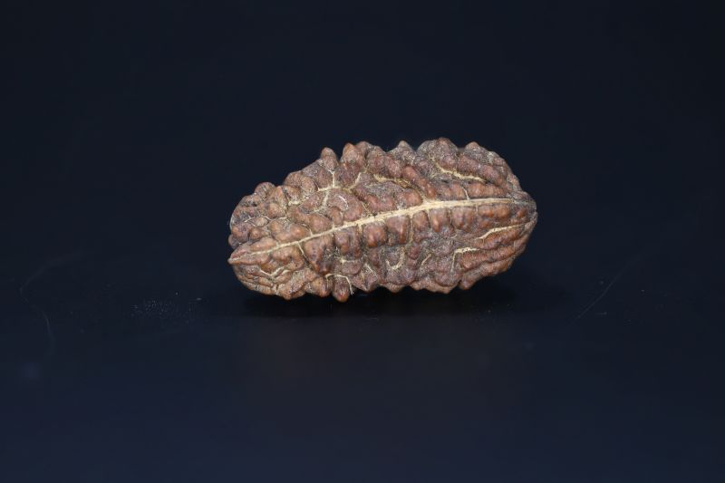 Brown Rudraksh 1 Mukhi-5.22 Gms Weight-Origin-India
