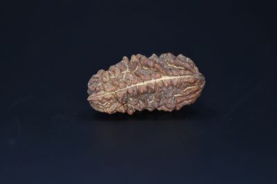 Brown Rudraksh 1 Mukhi-5.22 Gms Weight-Origin-India