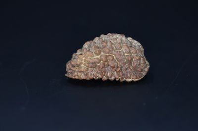 Brown Rudraksh 1 Mukhi-5.22 Gms Weight-Origin-India