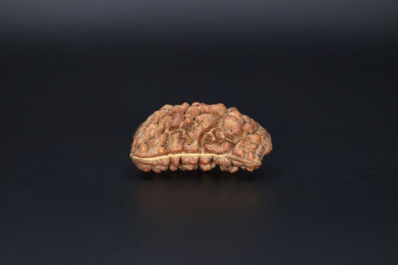 Brown Rudraksh 1 Mukhi -  3.38  Gms Weight - Origin - India