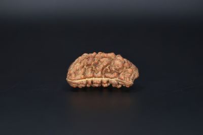 Brown Rudraksh 1 Mukhi -  3.38  Gms Weight - Origin - India