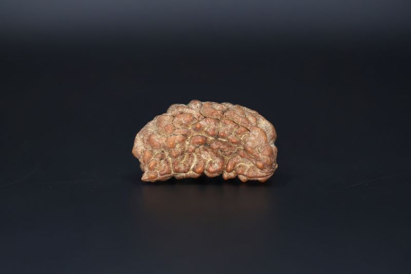 Brown Rudraksh 1 Mukhi -  3.38  Gms Weight - Origin - India