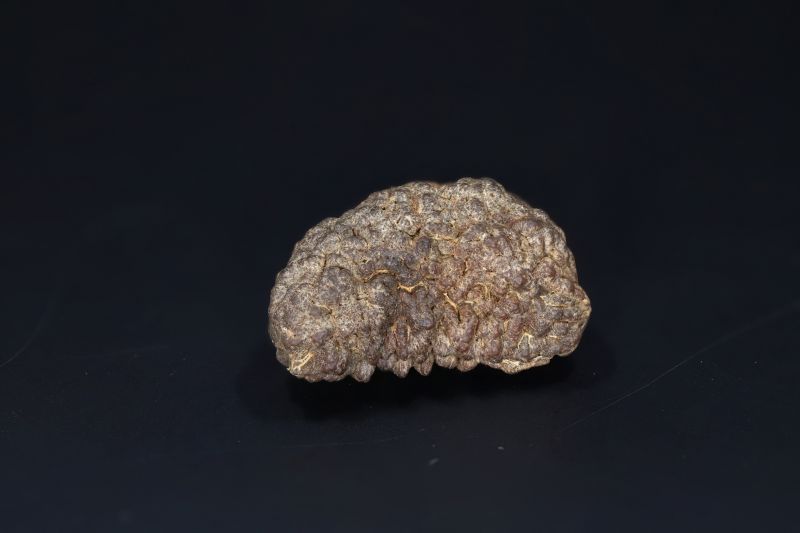 Brown Rudraksh 1 Mukhi-5.42 Gms Weight-Origin-India