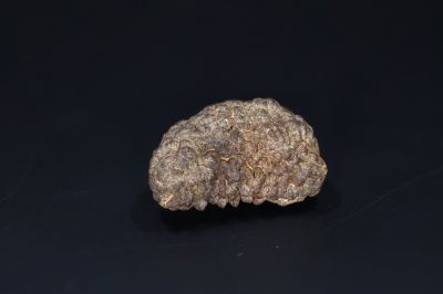 Brown Rudraksh 1 Mukhi-5.42 Gms Weight-Origin-India