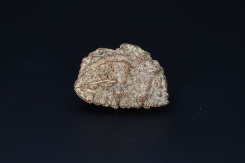 Brown Rudraksh 1 Mukhi-5.38 Gms Weight-Origin-India