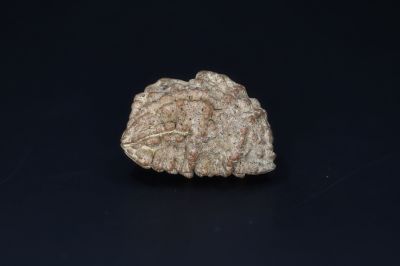 Brown Rudraksh 1 Mukhi-5.38 Gms Weight-Origin-India