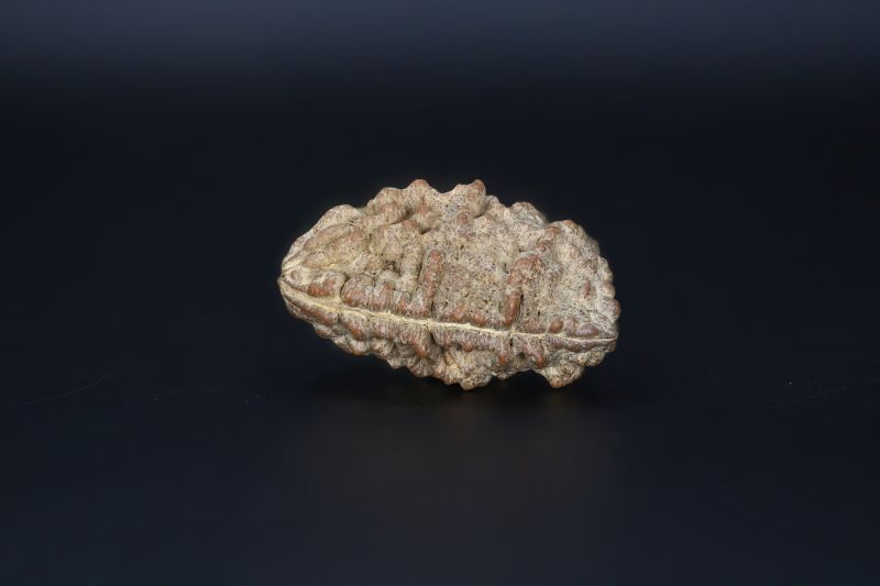 Brown Rudraksh 1 Mukhi-5.38 Gms Weight-Origin-India