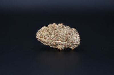 Brown Rudraksh 1 Mukhi-5.38 Gms Weight-Origin-India