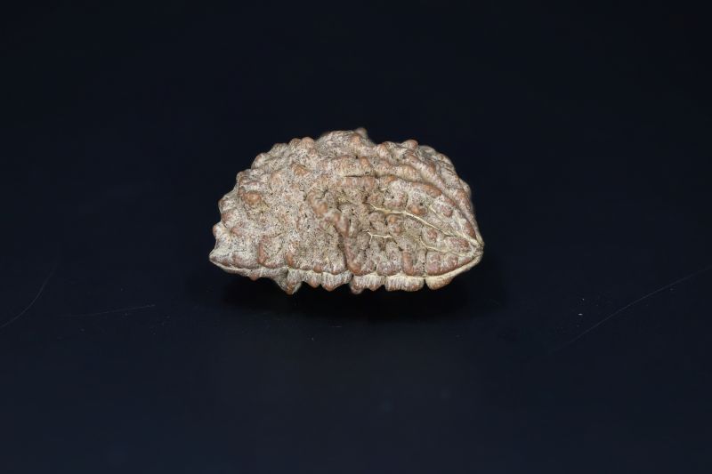 Brown Rudraksh 1 Mukhi-5.38 Gms Weight-Origin-India