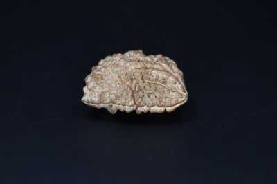 Brown Rudraksh 1 Mukhi-5.38 Gms Weight-Origin-India