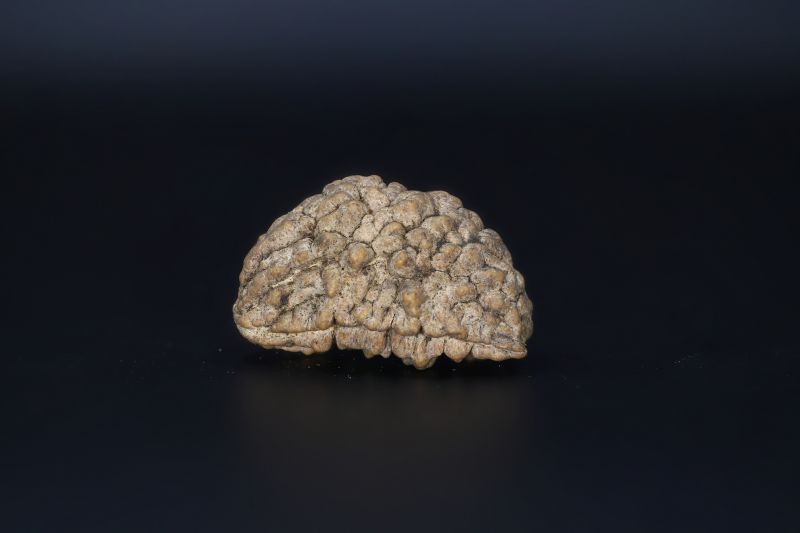 Natural 1 Mukhi Rudraks-4.72 Gms Weight-Origin-India