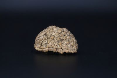 Natural 1 Mukhi Rudraks-4.72 Gms Weight-Origin-India