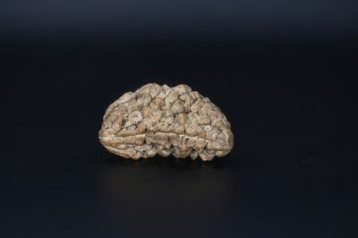 Natural 1 Mukhi Rudraks-4.72 Gms Weight-Origin-India