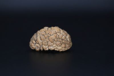 Natural 1 Mukhi Rudraks-4.72 Gms Weight-Origin-India