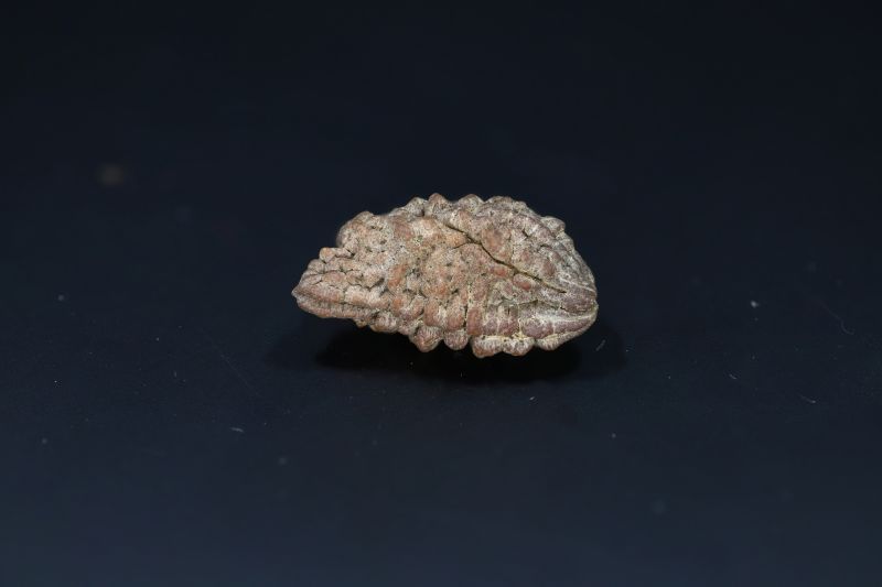 Natural 1 Mukhi Rudraks-3.78 Gms Weight-Origin-India